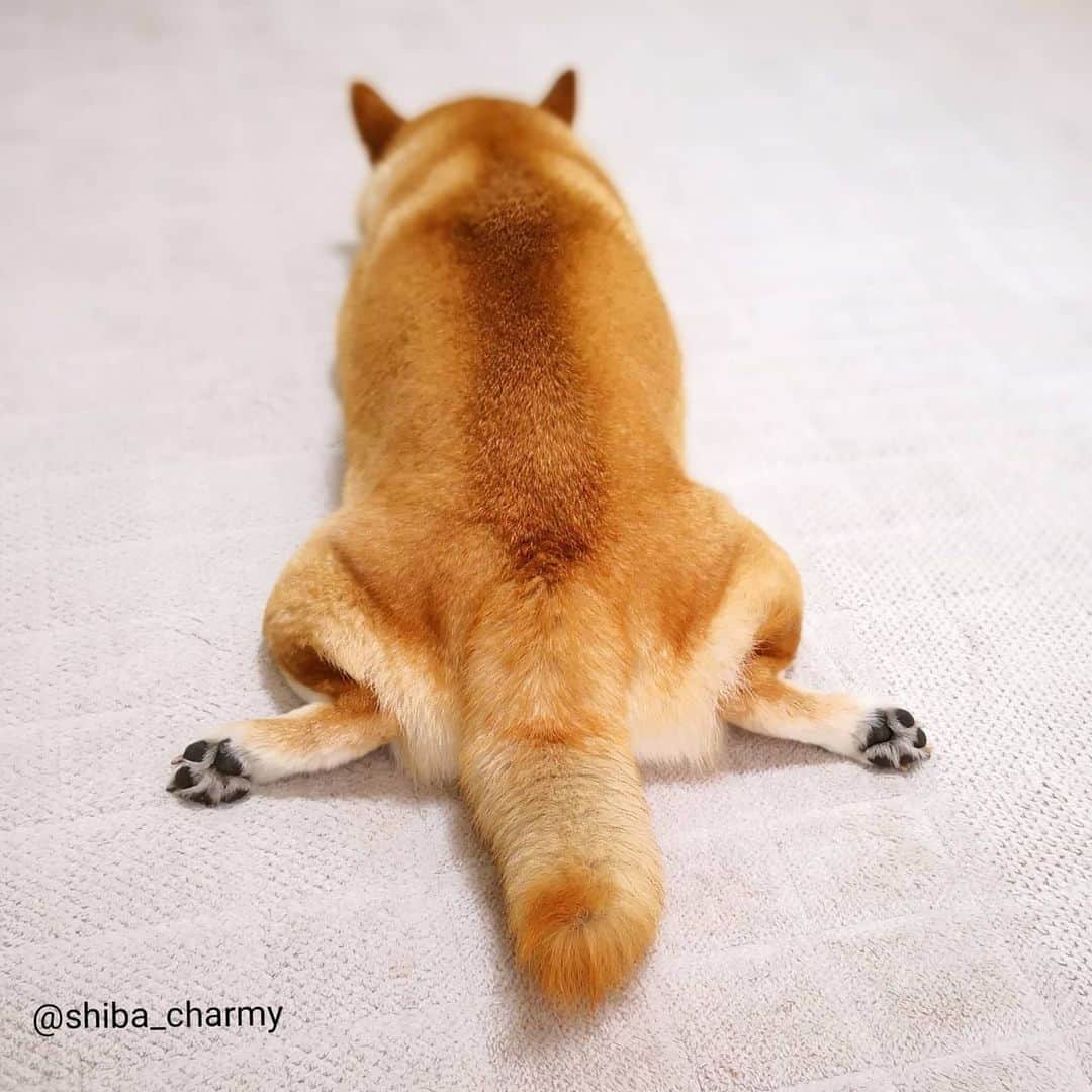 ちゃみさんのインスタグラム写真 - (ちゃみInstagram)「. 🐾 ツムツムポーズを後ろから見るとこんな感じ～🐸🐾 . #柴犬#しばいぬ#犬#pecoいぬ部#いぬのきもち#shiba#shibainu#dog#adorable」2月8日 20時14分 - shiba_charmy