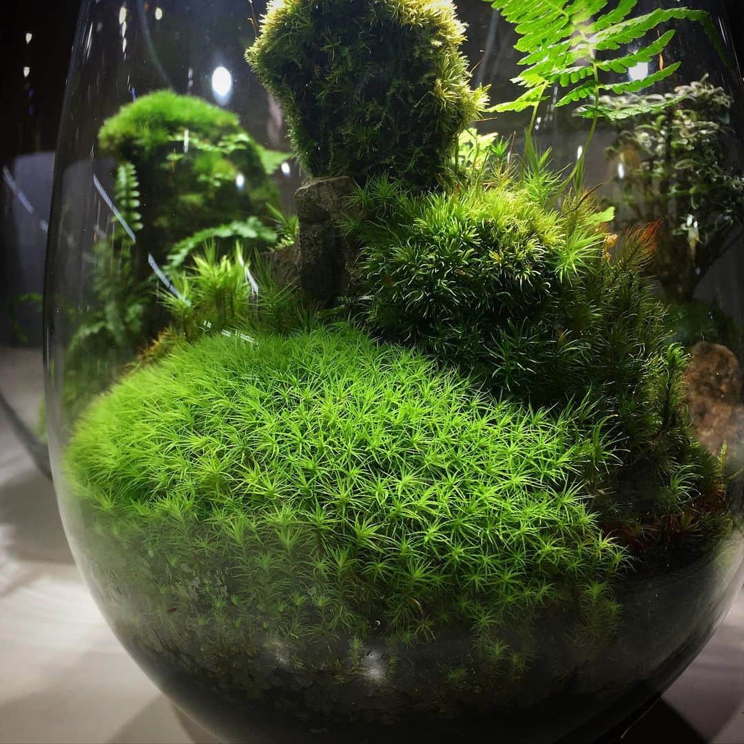 Mosslight-LEDさんのインスタグラム写真 - (Mosslight-LEDInstagram)「タマゴケ (Bartramia pomiformis)  #mosslight#モスライト#苔#コケ#mossy#mossa#moss#terrarium #テラリウム#indoorgreen#plants#コケテラリウム#苔テラリウム#mossterrarium#mossarium#照明器具#lightingfixture#コケあかり#LED照明付テラリウム#パルダリウム#paludarium#インドアグリーン#照明デザイン#mosslightled#indoorgreen」2月8日 20時19分 - mosslight1955