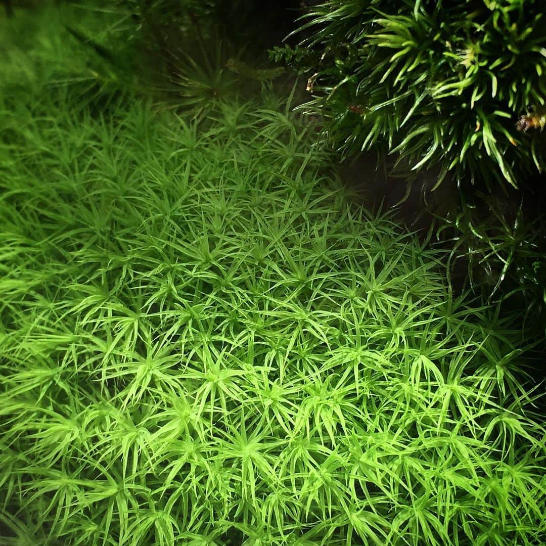 Mosslight-LEDさんのインスタグラム写真 - (Mosslight-LEDInstagram)「タマゴケ (Bartramia pomiformis)  #mosslight#モスライト#苔#コケ#mossy#mossa#moss#terrarium #テラリウム#indoorgreen#plants#コケテラリウム#苔テラリウム#mossterrarium#mossarium#照明器具#lightingfixture#コケあかり#LED照明付テラリウム#パルダリウム#paludarium#インドアグリーン#照明デザイン#mosslightled#indoorgreen」2月8日 20時19分 - mosslight1955