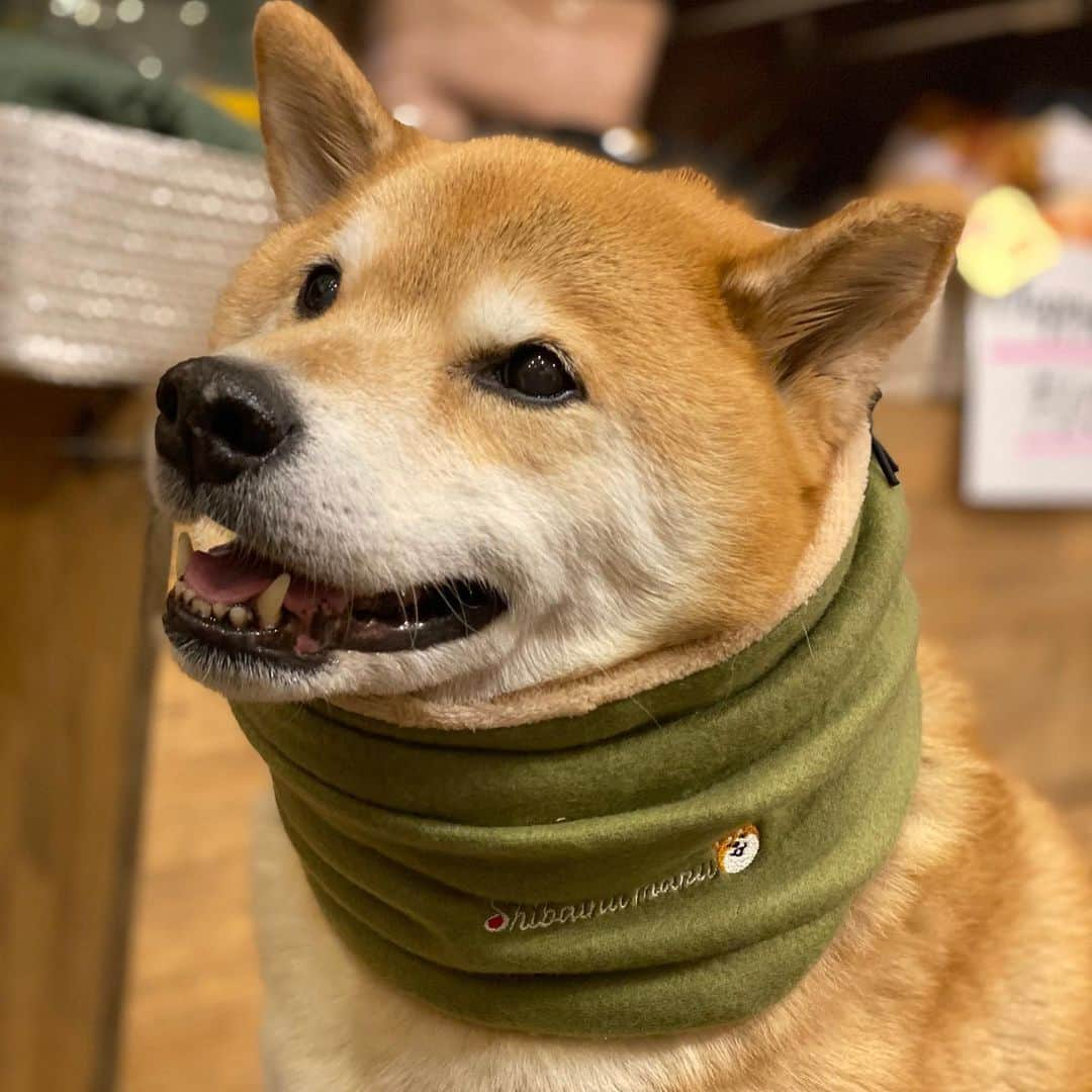 まる（まるたろう）さんのインスタグラム写真 - (まる（まるたろう）Instagram)「It's important for our health to keep ourselves warm.✨🐶😊✨首元温めるだけでだいぶ違うよね〜 #ぬくぬく #柴犬とモスグリーンって合うよね #オヌヌメだよ @gallerymarusan @marutaro_onlineshop」2月8日 20時44分 - marutaro