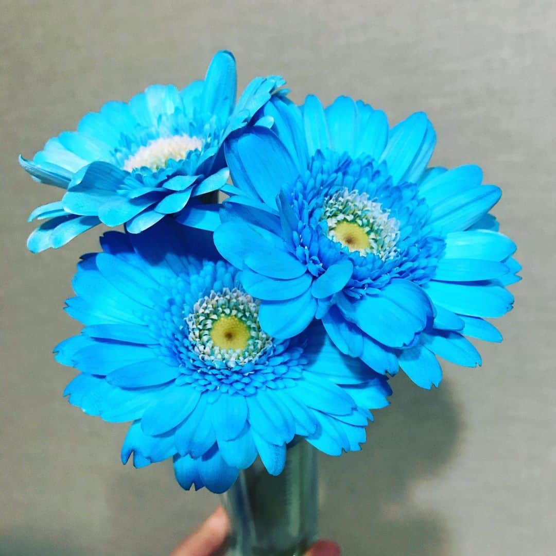 坂本奈津美のインスタグラム：「.﻿ 青のガーベラって品種としてはないんだって。﻿ 青い色水で染めたものらしい。﻿ 毒々しくて気に入っちゃった。﻿ ﻿ #水道水で生けているので﻿ #日に日に真ん中から白っぽくなっていく﻿ #目の覚めるようなブルー ﻿ #海に行きたい　#ガーベラ　#お花」