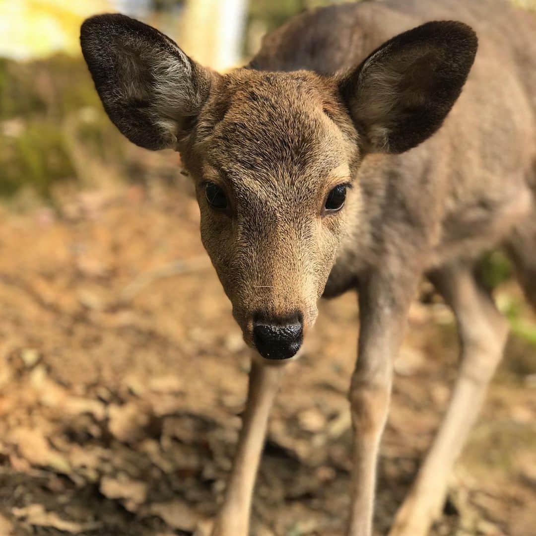 小林尊のインスタグラム：「Nara’s Bambi」