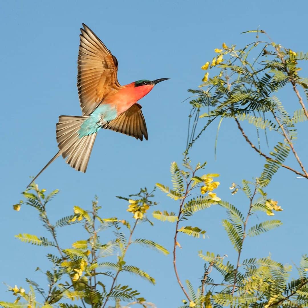 National Geographic Travelさんのインスタグラム写真 - (National Geographic TravelInstagram)「Photo by @daisygilardini | A southern carmine bee-eater soars over Chobe National Park in Botswana. Carmine bee-eaters live in colonies and build their nests in burrows one to two meters deep into dry riverbanks. Photographing a bird in flight is challenging and frustrating. But once you’ve learned the basic techniques, it’s just a matter of practice. At the end of the day, after shooting thousands of images, you'll be happy to have a few that are sharp! Patience and perseverance are the keys to success. Follow me @DaisyGilardini for more images and stories behind the scenes. #africa #beeeater #carminebeeeater #botswana #chobenationalpark」2月8日 22時07分 - natgeotravel