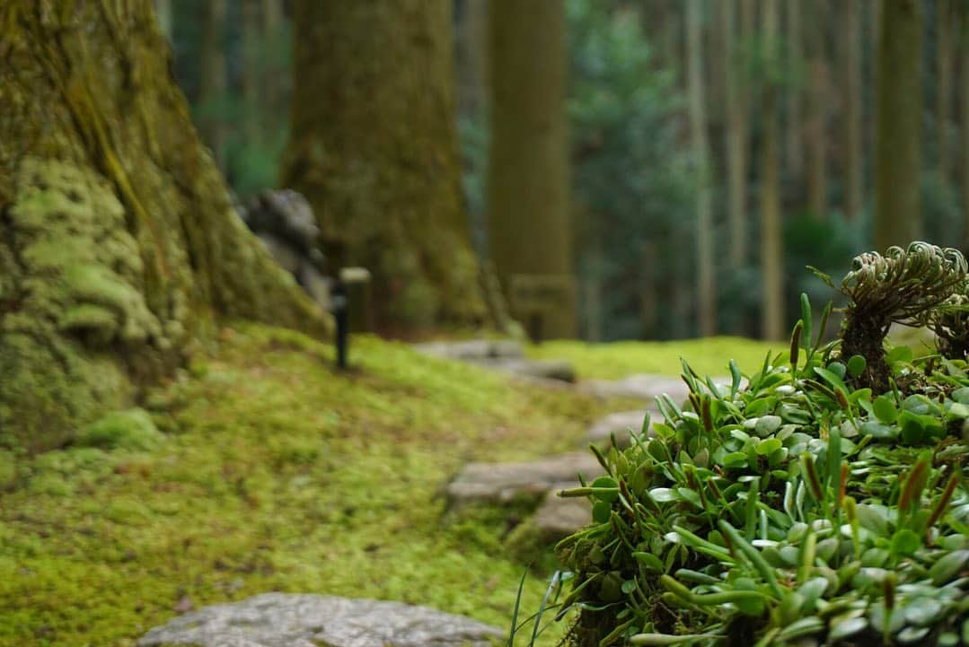 櫻本茉朋さんのインスタグラム写真 - (櫻本茉朋Instagram)「ずーっと行ってみたかった﻿ 宇和町の「こけむしろ」にやっと行けたー！！﻿ ﻿ 娘にお気に入りのワンピースを着せて﻿ 「よし、娘の写真を撮るぞー！」﻿ と意気込んで行ったら…﻿ ﻿ タイミング的に眠くなってしまった娘は﻿ だっこマンでブチギレ😭😭😭﻿ ﻿ あまりゆっくり写真は撮れませんでしたが、﻿ すごく神秘的でジブリの世界に﻿ 迷い込んだかのようでした✨﻿ ﻿ カフェで頂いたシフォンケーキ、﻿ 娘に取られてひと口しか食べられなかったけど﻿ フワフワで美味しかったー！！﻿ ﻿ またリベンジしたい…😭﻿ ﻿ #こけむしろ﻿ #苔﻿ #ジブリの世界﻿ #愛媛﻿ #西予市﻿ #宇和町﻿ #カメラ女子﻿ #カメラ上手くなりたい﻿ #愛媛ママ ﻿ #子育て」2月8日 22時12分 - mahou_sakuramoto