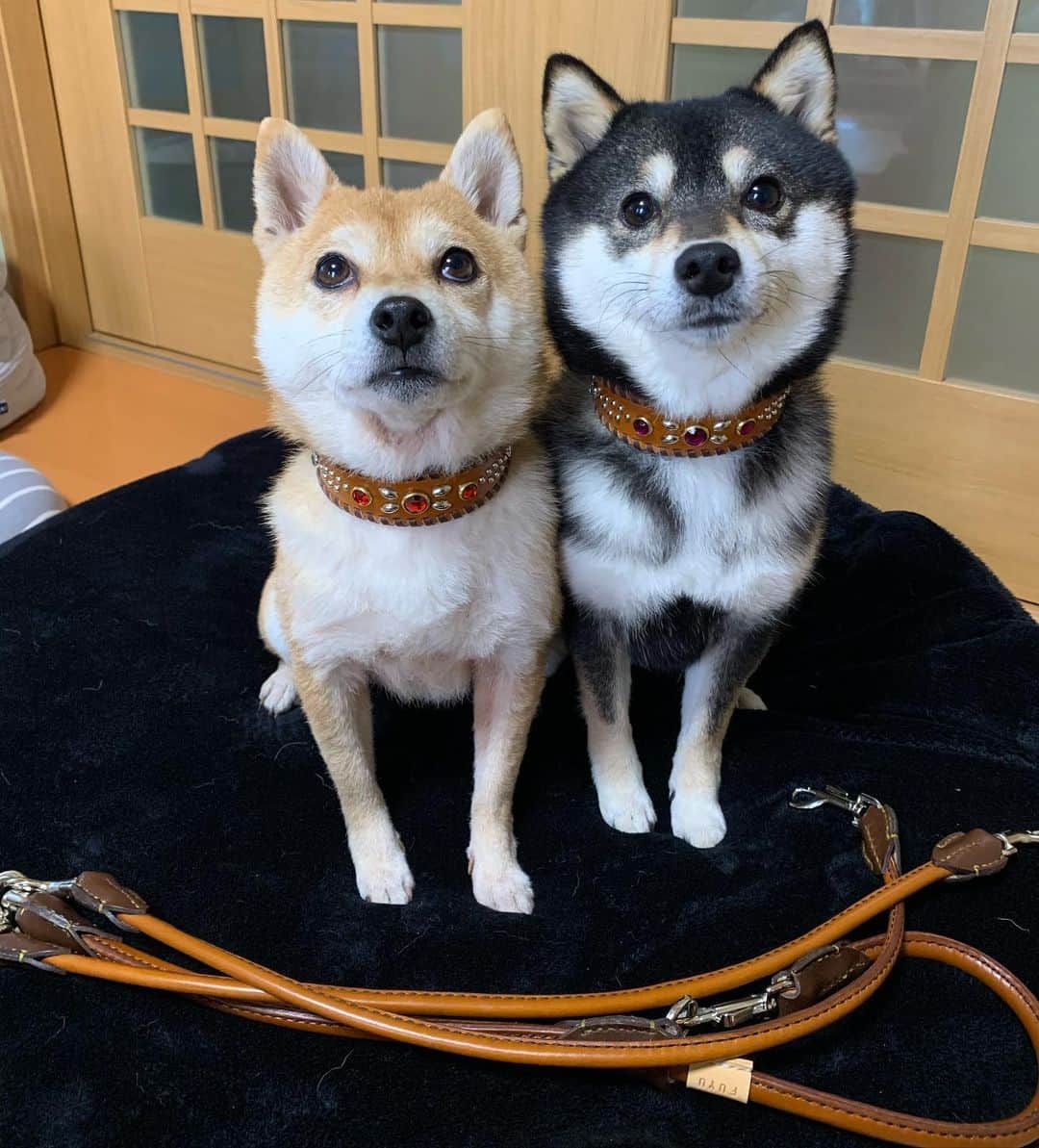 豆柴なつ&ふゆのインスタグラム