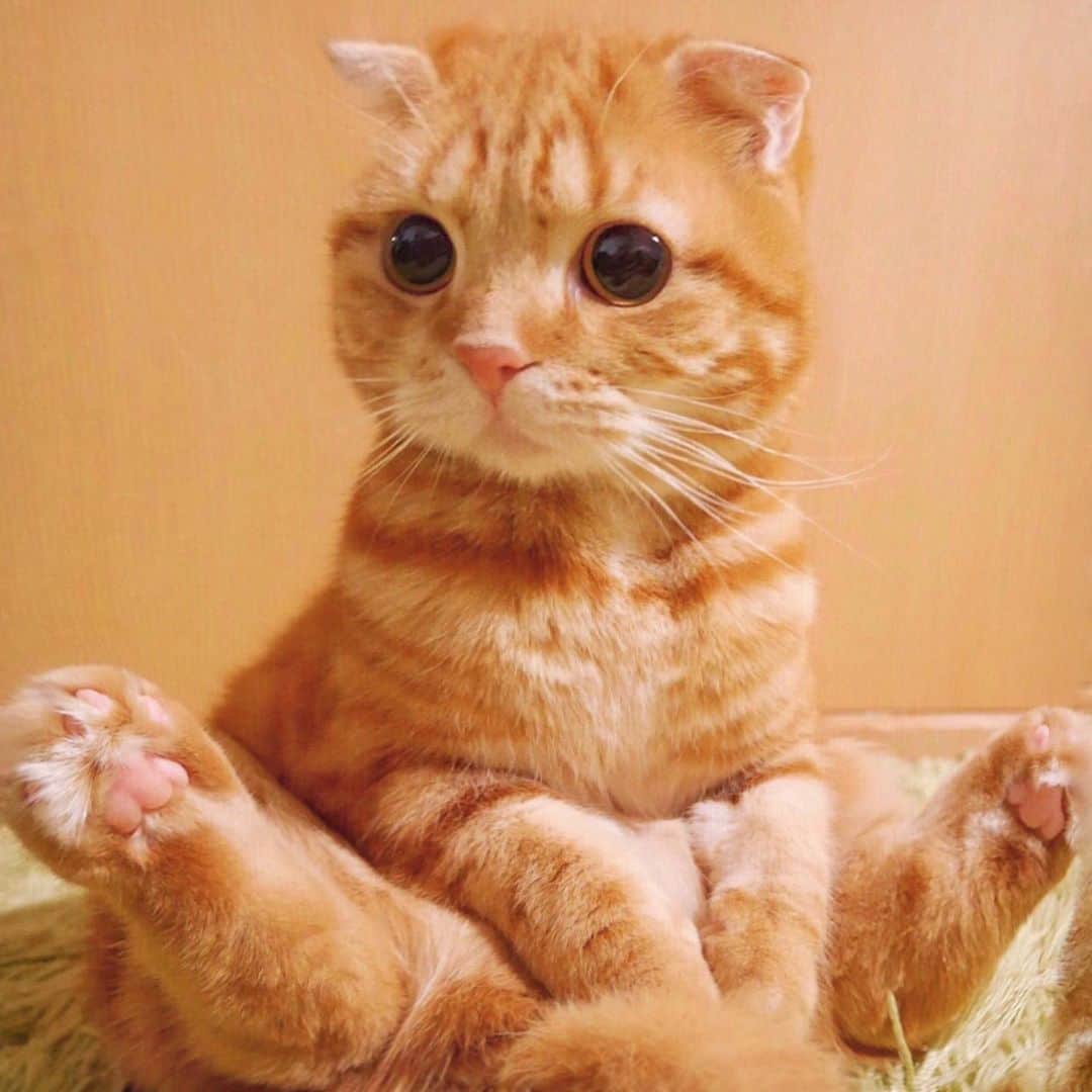 ashmiemuさんのインスタグラム写真 - (ashmiemuInstagram)「Do you want to touch my paw?🐾 . 肉球触る？」2月8日 22時35分 - ashmiemu