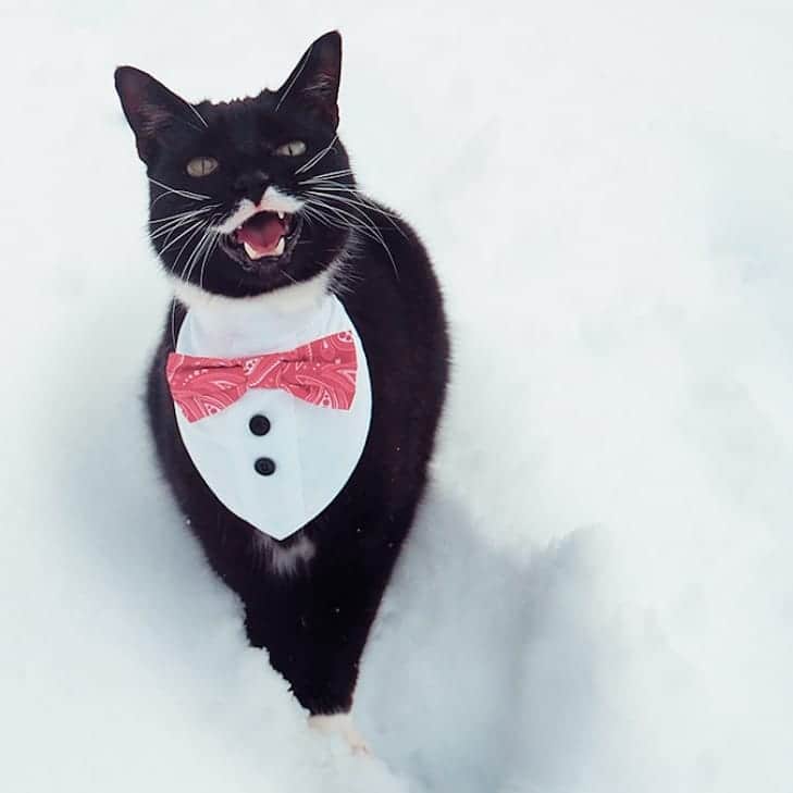 のインスタグラム：「Caturday! 😺🧡 Hope you all have a good one, free from Kitler and other backstabbing fools ✌🏻」