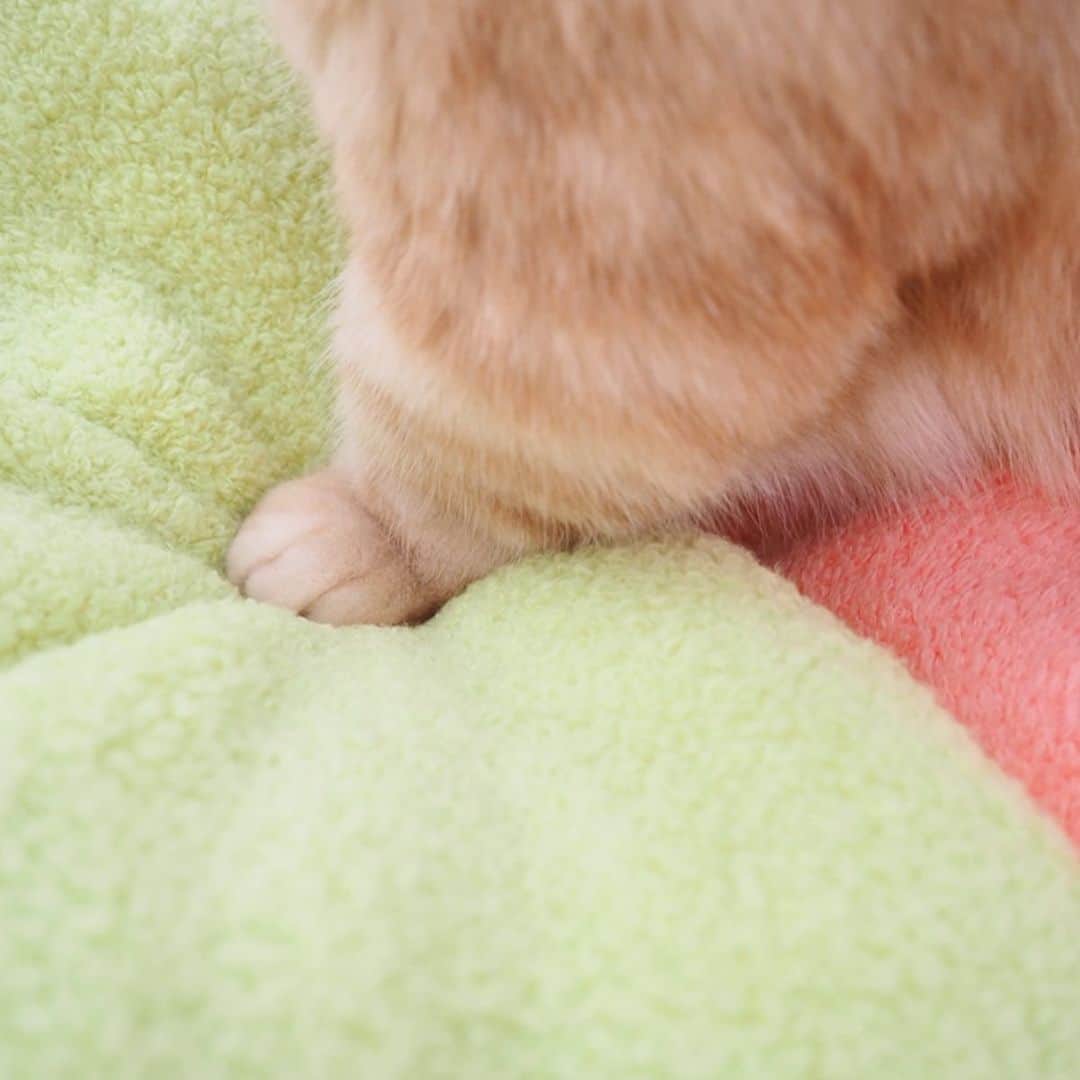 ぷーさんのインスタグラム写真 - (ぷーInstagram)「ふわふわのタオルに包まれて…( ˘ω˘ )ｽﾔｧ . 東京西川さんの「タオルト」というサイトで猫の日の記事に載せて頂きました🐈 良かったら見てみて下さい〜🐾 . #プロフィールにリンクあります  #東京西川 #今治タオル .」2月9日 10時28分 - pooh0403