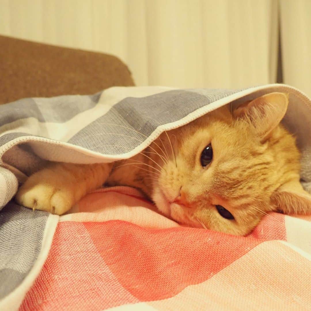 ぷーのインスタグラム：「ふわふわのタオルに包まれて…( ˘ω˘ )ｽﾔｧ . 東京西川さんの「タオルト」というサイトで猫の日の記事に載せて頂きました🐈 良かったら見てみて下さい〜🐾 . #プロフィールにリンクあります  #東京西川 #今治タオル .」