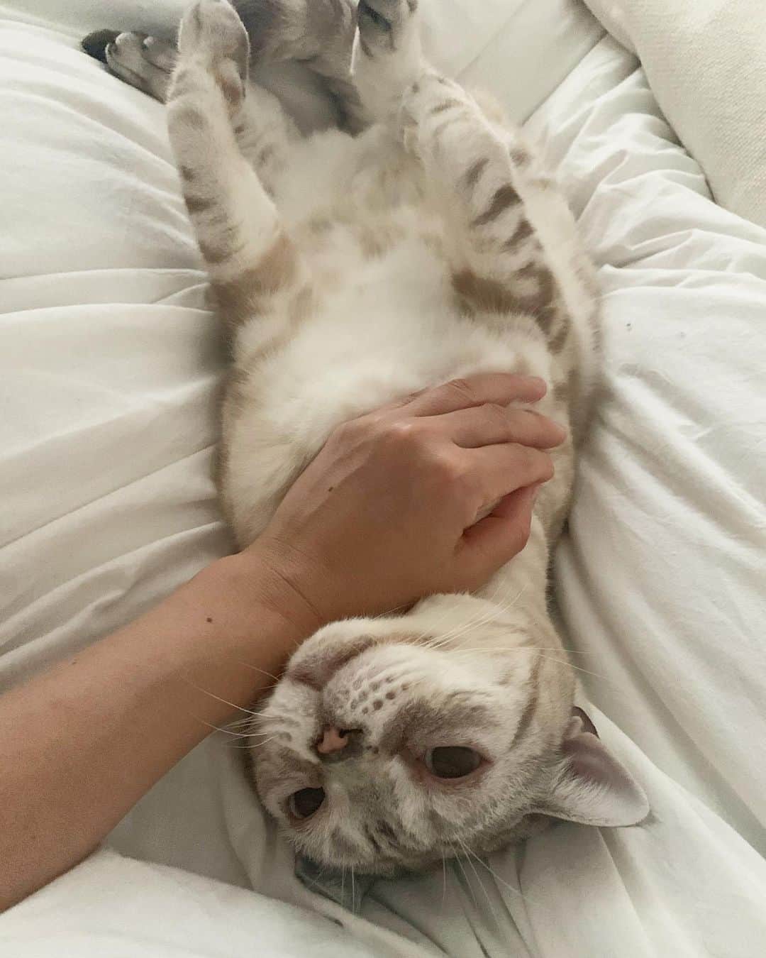 のインスタグラム：「寝起きのガルちゃんをお届けします💛 #garu_cat #ガル様」
