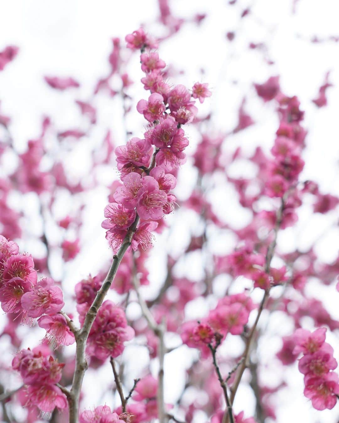 masayaさんのインスタグラム写真 - (masayaInstagram)「Many colors plum blossoms  Atami Baien 熱海梅園 Shizuoka Prefecture」2月9日 10時08分 - moonlightice