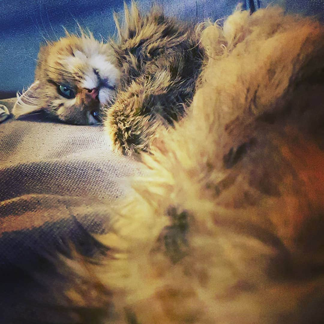 FluffyPackさんのインスタグラム写真 - (FluffyPackInstagram)「Wanna cuddle?😻 //Poppe #fluffypack #cuddlebuddy #melfest」2月9日 3時09分 - fluffypack