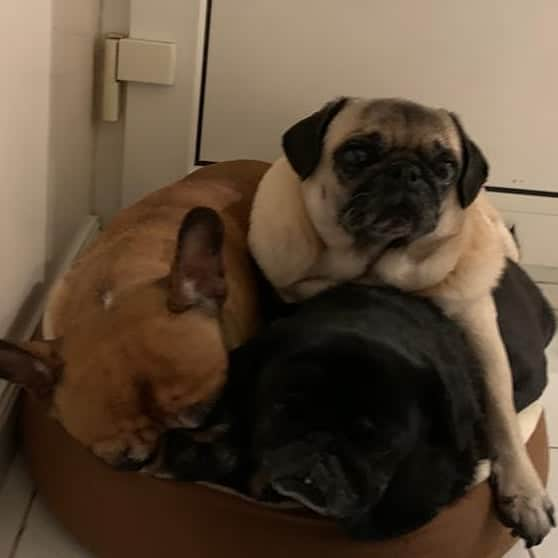 Nikitaさんのインスタグラム写真 - (NikitaInstagram)「#pug nikita # siempre juntas 🤗🤗🤗🤗」2月9日 4時57分 - pug_nikita