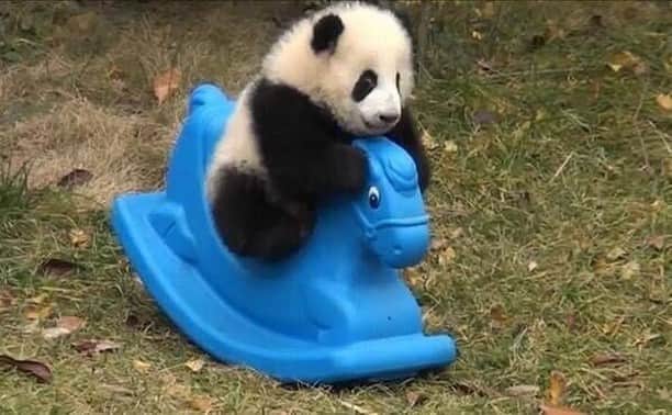 Baby Animalsさんのインスタグラム写真 - (Baby AnimalsInstagram)「Playtime for this baby panda! 🐼」2月9日 7時32分 - thebabyanimals