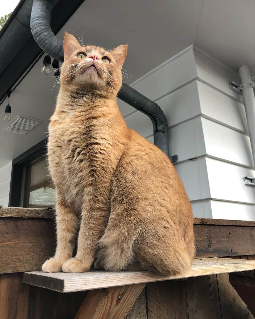 Snorri Sturlusonさんのインスタグラム写真 - (Snorri SturlusonInstagram)「Just before the hail storm. #snorrithecat #kleptokitty #catburglar #catsoﬁnstagram #petsofspokane」2月9日 8時24分 - snorrithecat