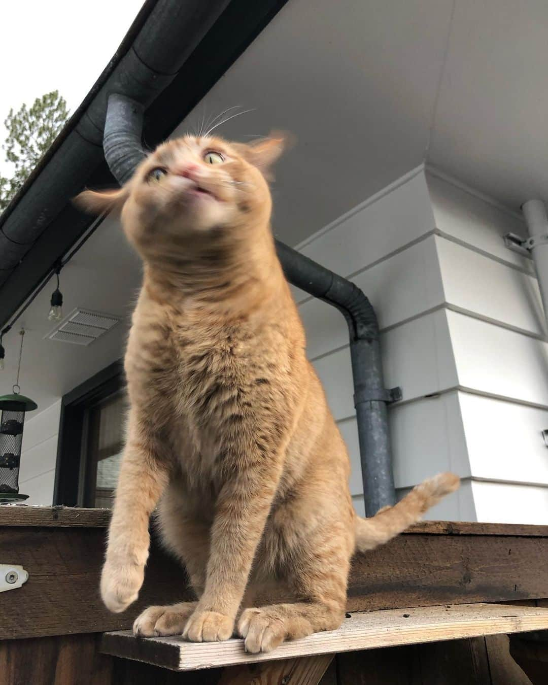 Snorri Sturlusonさんのインスタグラム写真 - (Snorri SturlusonInstagram)「Just before the hail storm. #snorrithecat #kleptokitty #catburglar #catsoﬁnstagram #petsofspokane」2月9日 8時24分 - snorrithecat