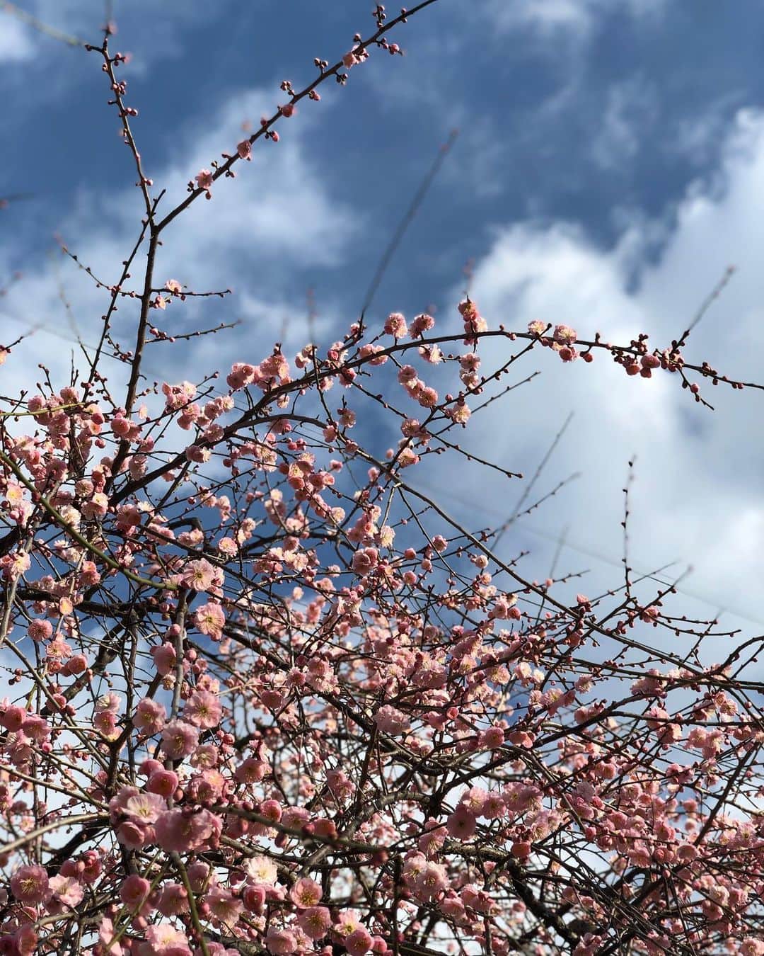 YUKA さんのインスタグラム写真 - (YUKA Instagram)「梅の花がポップコーンのように 弾けていました✨  まだまだ寒いけど春はたしかに近づいてきているのね、、、❣️ そして満月おめでとうございます🌝  今夜もつたないトークですが21:00からYoutubeとLINE LIVEにてお届けします☺️それでは、後ほど画面越しにお会いしましょう〜❤️ #moumoon #fullmoonlive #springiscoming🌸」2月9日 18時47分 - yukamoumoon