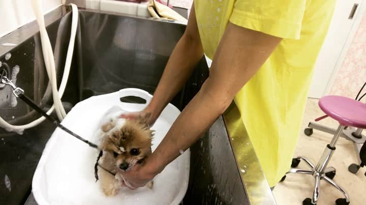 のインスタグラム：「今日も楽しくお仕事😁﻿ ﻿ この子にとってなにがベストなんだろうー﻿ って考えながらトリミングしてたんで﻿ むっちゃお腹空きました‼️笑笑﻿ ﻿ 顔カットの時の笑顔がたまらん😍﻿ ﻿ ﻿ ■■■■■■■■■■■■■■■■■■■﻿ 🌟YouTubeはじました🌟　﻿ プロフィールリンクから見てみてください😉 ﻿ ■■■■■■■■■■■■■■■■■■■﻿ ﻿ ﻿  #トリマー ﻿#trimmer ﻿#グルーマー﻿ #instadog ﻿#dogstagram ﻿#슈나우저﻿ #トリミング #ブレちゃん ﻿#BOKUMO取扱店﻿ #훈육미용　#긍정미용사  #훈육미용사 #긍정미용사 #훈육미용사 #남자애견미용사 #애견미용사 #애견미용 #펫스타일리스트 #강아지미용  #petgrooming #doggrooming」