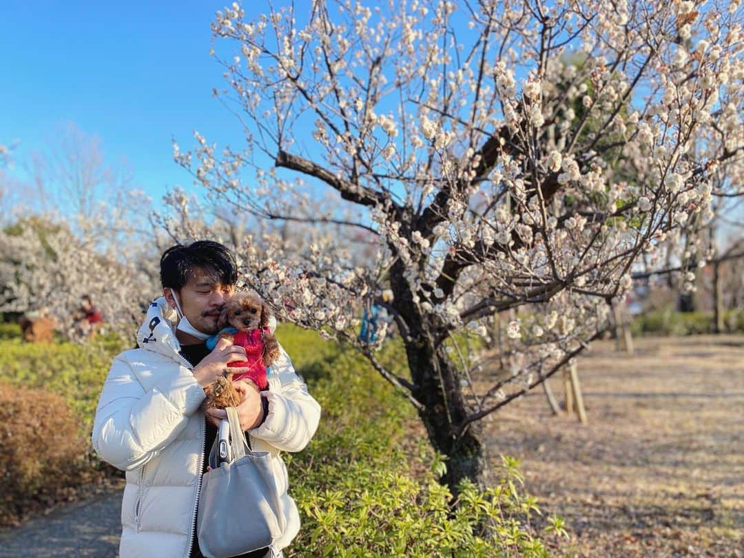 石川龍さんのインスタグラム写真 - (石川龍Instagram)「梅ヶ丘の羽根木公園で毎年開催される「せたがや梅まつり」。もう43回目だそうです。 今年は暖冬だから梅の開花も随分早いのかな。めちゃめちゃ綺麗に咲いてました。  以前5年くらいの間、梅ヶ丘に住んでいて、梅まつりが始まると春が近くなった気がして嬉しかったんだけど、今日は強烈に寒かったです。 3月1日（日）まで。  #せたがや梅まつり #梅 #羽根木公園 #ume #umeblossom #まめきち #トイプードル #toypoodle  #トイプードル女の子」2月9日 19時21分 - slow_night