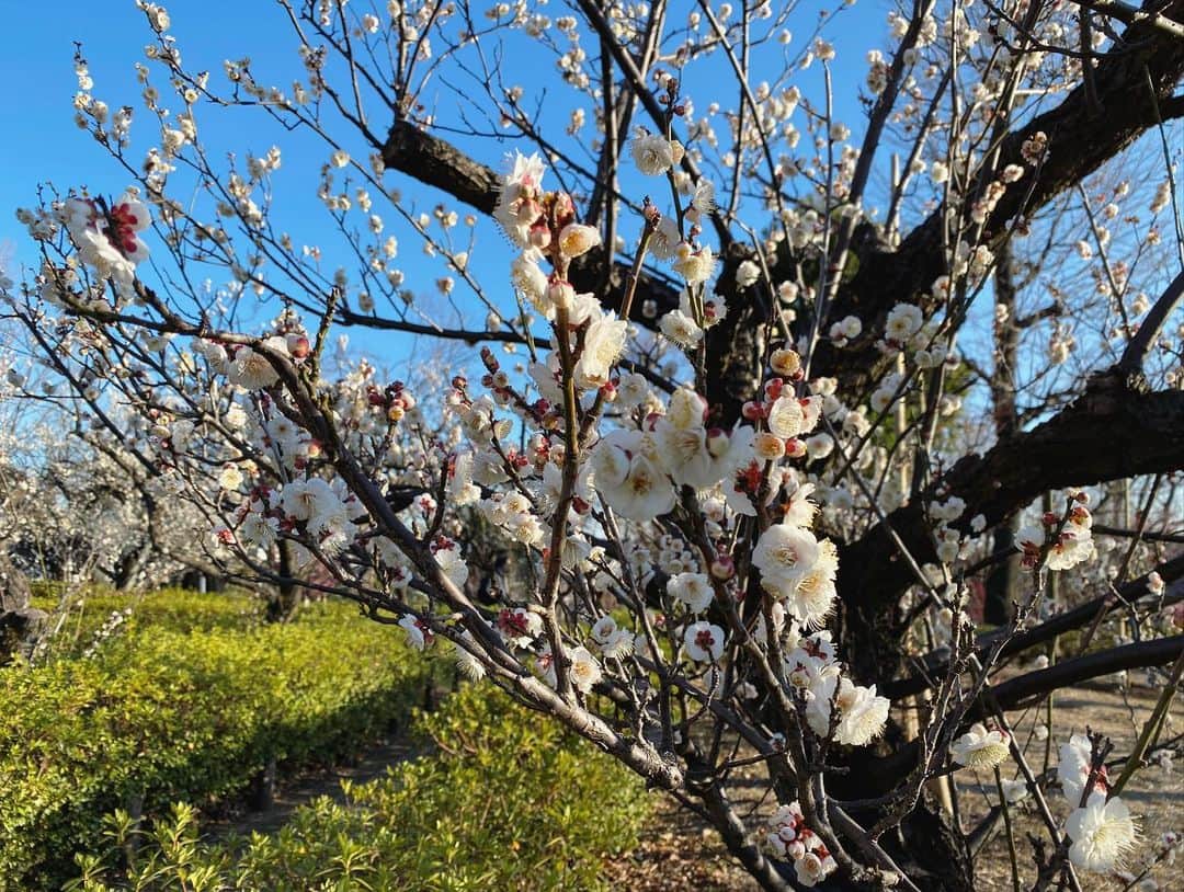 石川龍さんのインスタグラム写真 - (石川龍Instagram)「梅ヶ丘の羽根木公園で毎年開催される「せたがや梅まつり」。もう43回目だそうです。 今年は暖冬だから梅の開花も随分早いのかな。めちゃめちゃ綺麗に咲いてました。  以前5年くらいの間、梅ヶ丘に住んでいて、梅まつりが始まると春が近くなった気がして嬉しかったんだけど、今日は強烈に寒かったです。 3月1日（日）まで。  #せたがや梅まつり #梅 #羽根木公園 #ume #umeblossom #まめきち #トイプードル #toypoodle  #トイプードル女の子」2月9日 19時21分 - slow_night