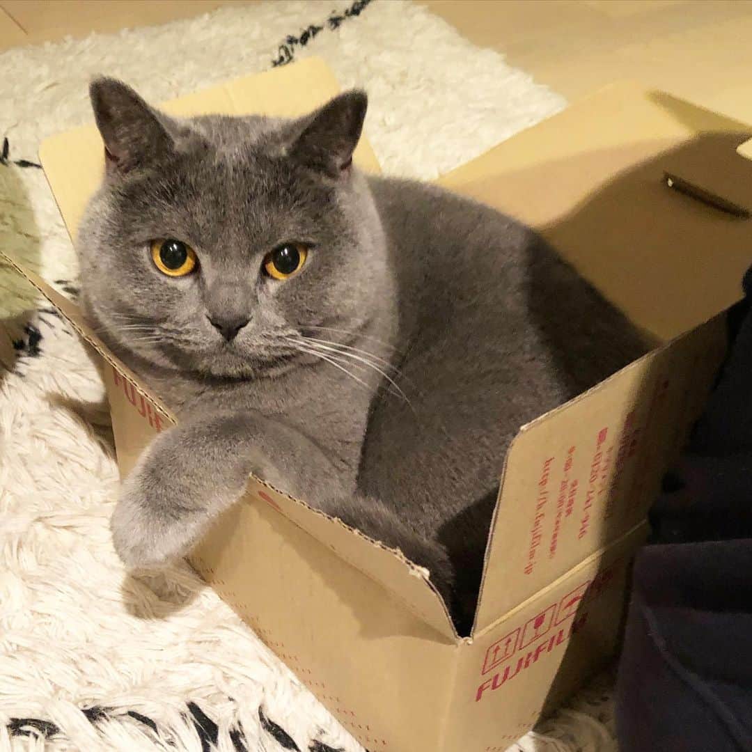 Nico & Tabu with MAYUMI KATOさんのインスタグラム写真 - (Nico & Tabu with MAYUMI KATOInstagram)「小さい箱W25D21H12に入れたタブはおデブじゃないのでしょうか？体重6kg…🐖 . #げんこつみたいな寝顔 . .  #britishshorthair #bsh #kitten #igcats #cat #bluecat #eclatcat #catstagram #catsofworld #catsofinstagram #cats_of_instagram #cutepet #weeklyfluff #world_kawaii_cat #instagramcat #cute #catlover #ブリティッシュショートヘア #ブリショー #ねこ部 #ペコねこ部 #にゃんすたぐらむ #猫山商事 #ブリ商会 #多頭飼い #고양이 #кошка #قط #英国短毛猫」2月9日 11時21分 - mayuekkip