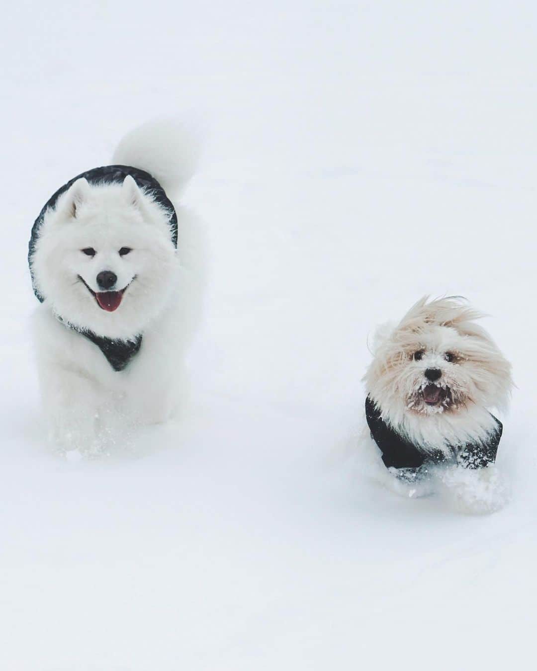 Loki the Corgiさんのインスタグラム写真 - (Loki the CorgiInstagram)「2 fluffy snow plows are heading toward you! Do you: A) run away B) stay where you are C) capture the snow plows and take them home」2月9日 12時10分 - lokistagram