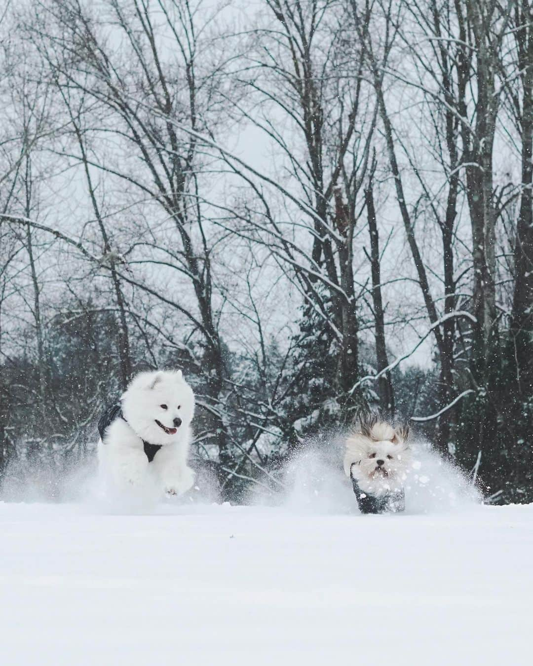 Loki the Corgiさんのインスタグラム写真 - (Loki the CorgiInstagram)「2 fluffy snow plows are heading toward you! Do you: A) run away B) stay where you are C) capture the snow plows and take them home」2月9日 12時10分 - lokistagram