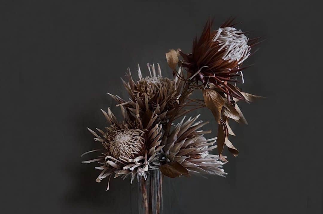 norikoさんのインスタグラム写真 - (norikoInstagram)「Structures of nature 𓇉﻿ ﻿ #norikofスタジオ﻿ #driedflowers」2月9日 12時06分 - nori_kof
