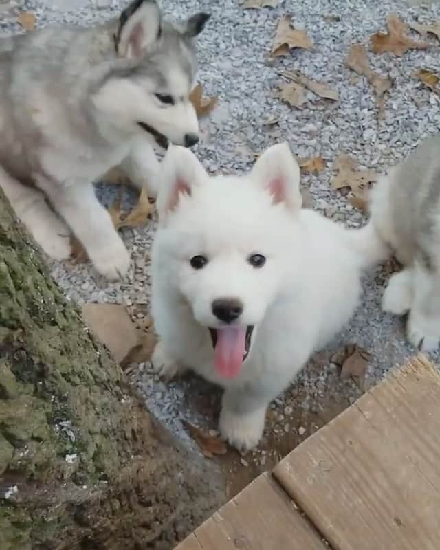 husky and malamuteのインスタグラム：「🥰🥰cute boys.」