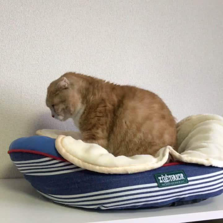 かんちゃんのインスタグラム：「・ ・ ・ フミフミ中🐾 ・ ・ #スコティッシュフォールド #猫  #cat  #cats #ねこ #ネコ #札幌  2.9 ・ ・」