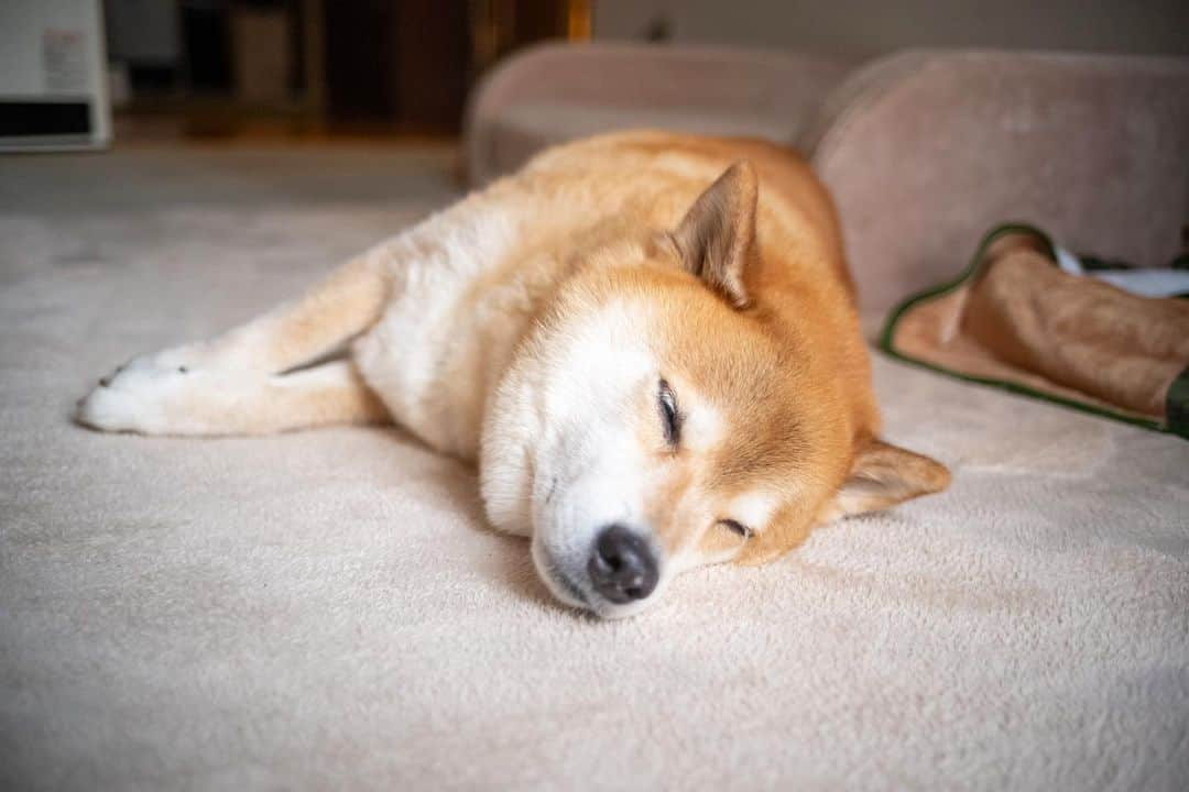 まる（まるたろう）さんのインスタグラム写真 - (まる（まるたろう）Instagram)「I like to take naps. Do not disturb please.✨🐶✨お昼寝の時間ですよ〜 #お静かにお願いします #触らないでね #横で静かに寝るならいいよ #お隣どうぞ」2月9日 15時10分 - marutaro