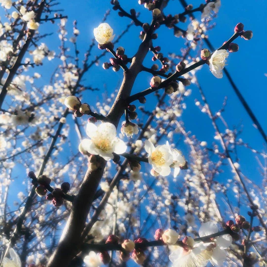 IKEさんのインスタグラム写真 - (IKEInstagram)「梅の花  もう見頃だねー」2月9日 15時25分 - ike1984official