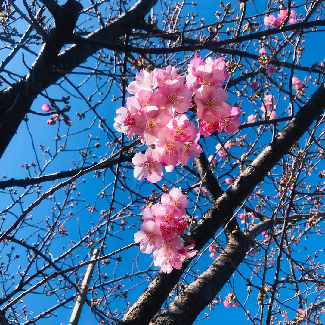 IKEさんのインスタグラム写真 - (IKEInstagram)「桜も咲く  河津桜って言うのかな綺麗だった🌸」2月9日 15時27分 - ike1984official
