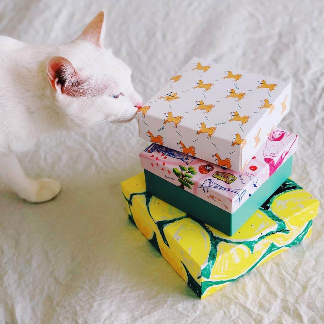 omomuroniさんのインスタグラム写真 - (omomuroniInstagram)「🍋 🐈 🍋 🍪 🍋 🍩 🍋 🐕 . ベイクルーズが展開するブーランジェリー 『BOU'LANGE(ブールアンジュ)』@boulange.jp の 焼き菓子ギフト3種をいただきました 😻 . もう見るからにワクワクしてしまう、かわいいお箱 イラストは佐伯ゆう子さん👉 @saekiyuko . ☑︎ 瀬戸内レモンクリームケーキ (黒猫いるよ) ☑︎クッキーアソートボックス TOKYO (東京土産に) ☑︎芝犬のクッキー缶 (中のクッキーも愛しすぎる)  個人的には、レモンケーキが🤤… 口の中の水分もってかれる系の (窒息系フード、通称：窒食)が苦手なので あんまり自らレモンケーキを選ばないのだけど。  これは生地の中にレモンクリームが入ってて しっとり爽やか。我が家でも争奪戦でした。 これは絶対にまた食べたいぞ。人にあげたいぞ。  普段は渋谷店(宮益坂下の交差点の角のあそこ！)と 日本橋店(レモンケーキのみ)で販売してるそう。  なのだけど！！ 耳ヨリ情報👂  2/8から代官山蔦屋で、佐伯さんの作品と一緒に POPUP販売してるそうですよー。ぎゃー急げー 🏃‍♀️💨 . #ブールアンジュ #BOULANGE #ベイクルーズ #佐伯ゆう子 #手みやげ #手土産 #東京みやげ #パケ買い #パケ買い道場 #撮ってると写り込みにくるシリーズ」2月9日 15時45分 - omomuroni