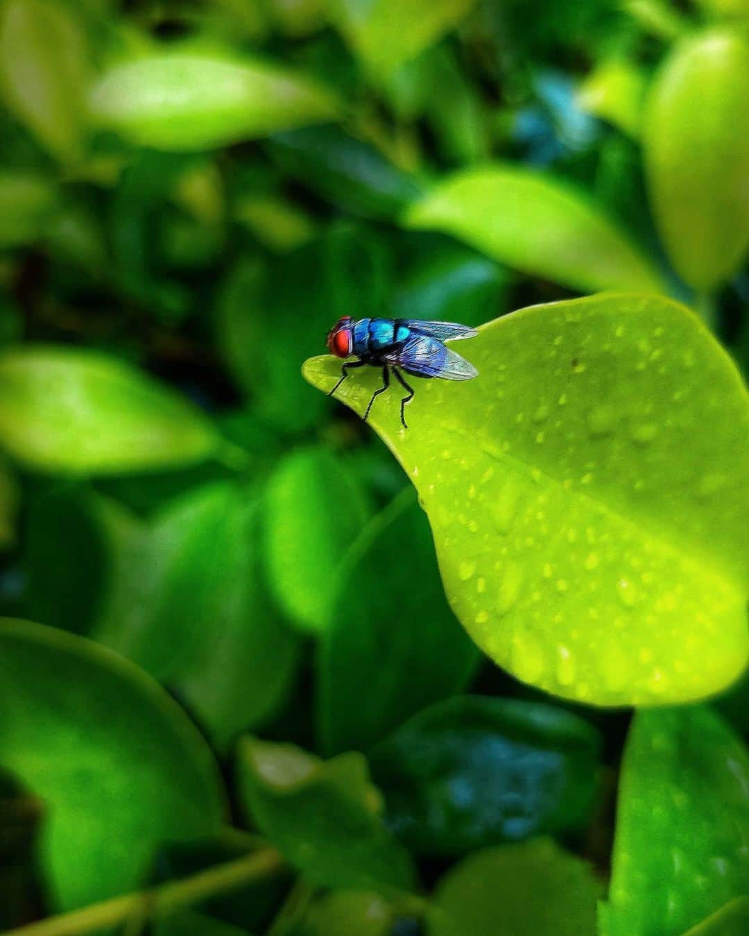 Nikonさんのインスタグラム写真 - (NikonInstagram)「On a rainy day, neither of us tried to kick back at home. Rather, we stepped out to enjoy the rhythm of rain. I made a silent move to capture this colorful buzzy's silence & its vibrant blue took away all my blues. #shotononeplus #chennai #chennaiponnu #chennaidiaries」2月9日 16時33分 - the.annette.stories