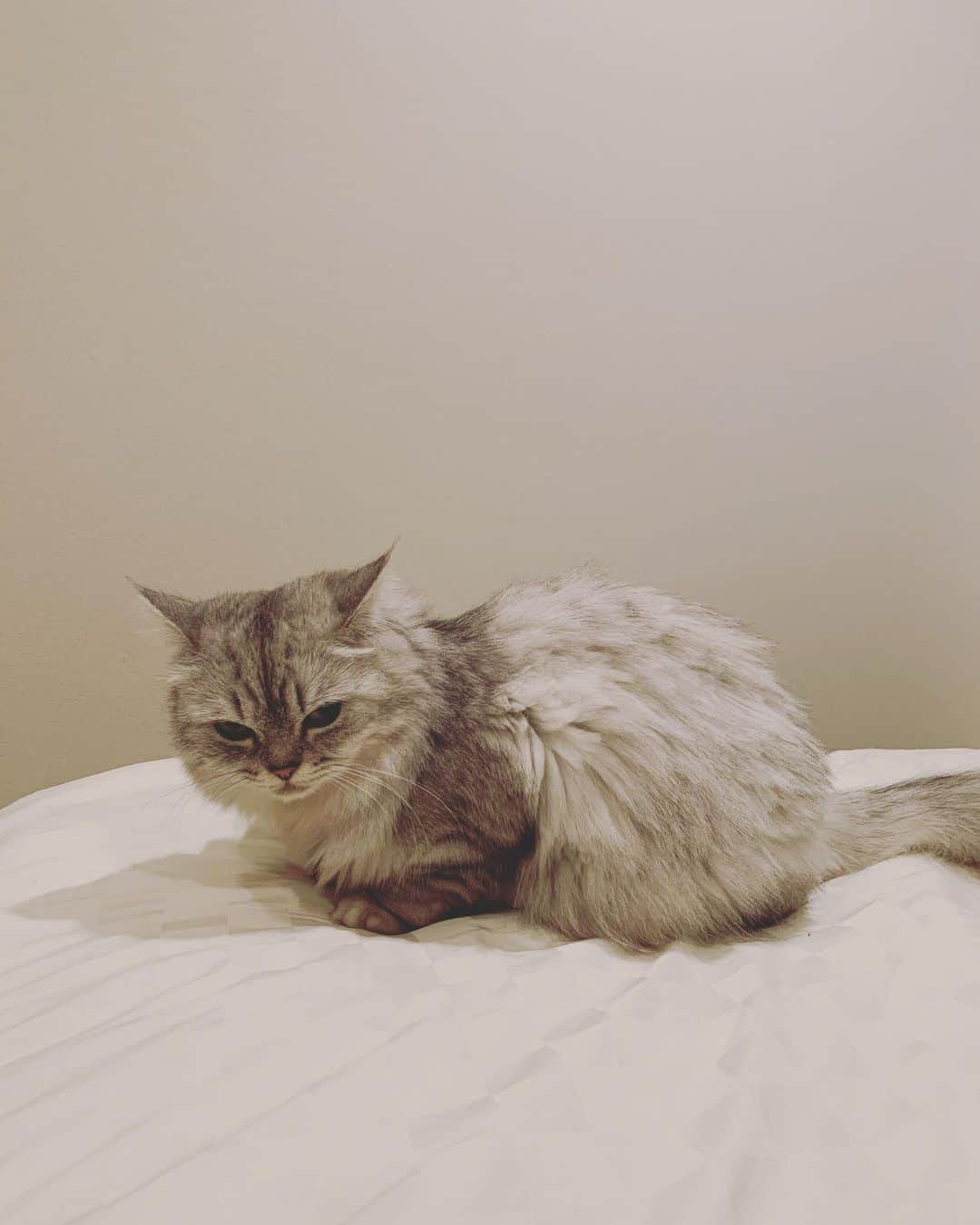 奥菜恵さんのインスタグラム写真 - (奥菜恵Instagram)「眠そうね。眠いのは私も同じく。 この間シャンプーの後、お尻の周りを重点的にトリミングしました。大人しくて良い子なので、シャンプーはいつも楽チン。パチパチパチパチ。  #猫 #ミックス猫  #ノルウェージャンフォレストキャット  #ペルシャ猫  #眠い  #癒し」2月9日 16時55分 - megumi_okina