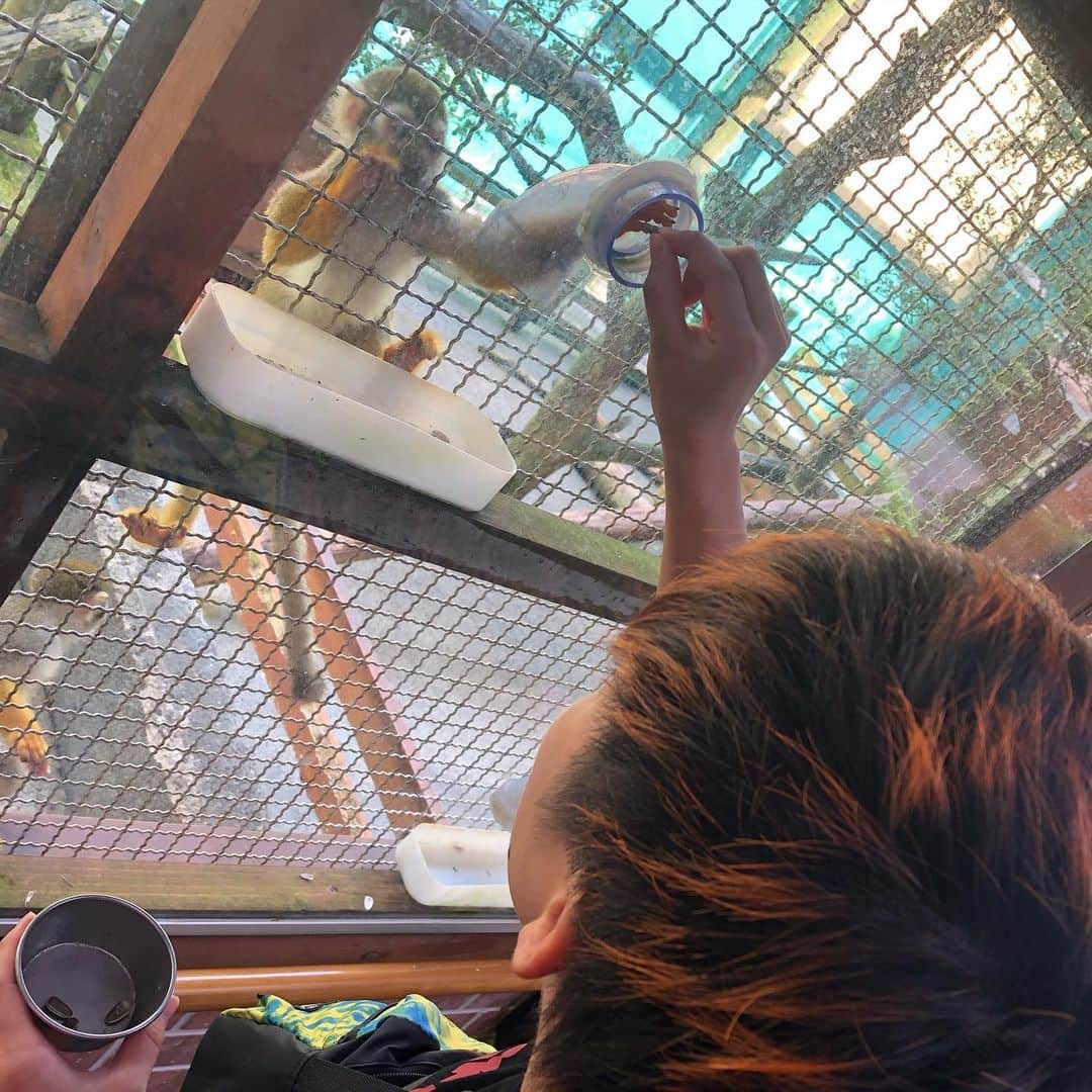 小野崎玲皇のインスタグラム：「🦁×🐵 動物園行きたいーーーーー！！ 動物に癒されたいんじゃ🦁」
