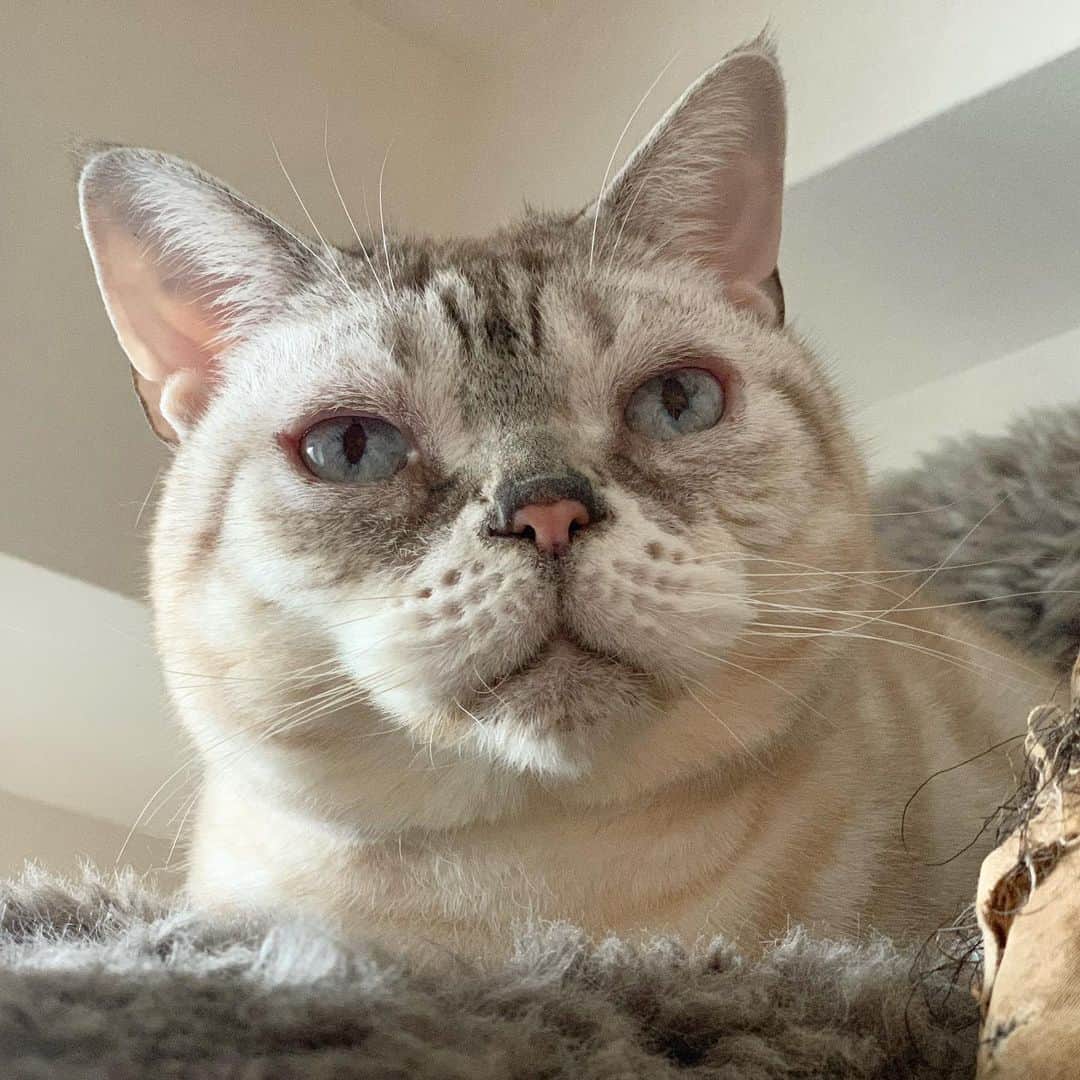 のインスタグラム：「今日は凛々しい #garu_cat #ガル様」