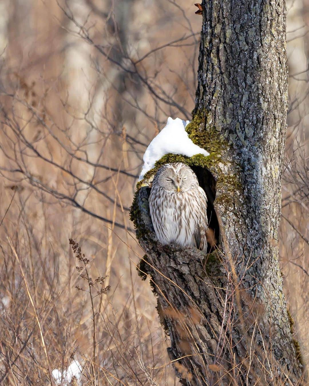 詩歩さんのインスタグラム写真 - (詩歩Instagram)「🦉﻿ ﻿ Sleeping owl with snow cap.﻿ 雪の帽子を被ったお昼寝中のフクロウを発見！﻿ ﻿ ﻿ 日本にも野生のフクロウいるんだなぁ〜🦉﻿ ﻿ 首ぐるんぐるん回してて、かわいかった☺﻿ ﻿ ﻿ ﻿ 📍北海道﻿ 📍Hokkaido Japan﻿ ﻿ ﻿ ©︎Shiho/詩歩﻿」2月9日 18時05分 - shiho_zekkei