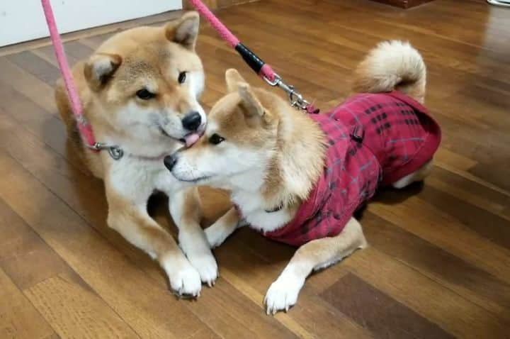 柴犬たま Shibainu Tamaのインスタグラム