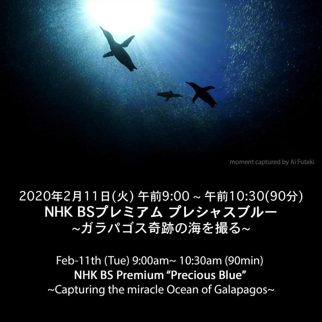 二木あいさんのインスタグラム写真 - (二木あいInstagram)「再放送📺📺📺 2020年2月11日(火) 午前9:00 ~ 午前10:30(90分) NHK BSプレミアム プレシャスブルー ~ガラパゴス奇跡の海を撮る~  Feb-11th (Tue) 9:00am~ 10:30am (90min)  NHK BS Premium “Precious Blue” �~Capturing the miracle Ocean of Galapagos~  #underwater #freediving #underwaterworld #onebreath #documentary #galapagos #nature #aminal #environment #health #love #happiness #smile #life #mindfullness #communication #serenity #beauty #oneness #interaction #ocean #earth #coexist #connection #message  #aifutaki #nhkbsプレミアム #nhk」2月9日 18時10分 - aifutaki