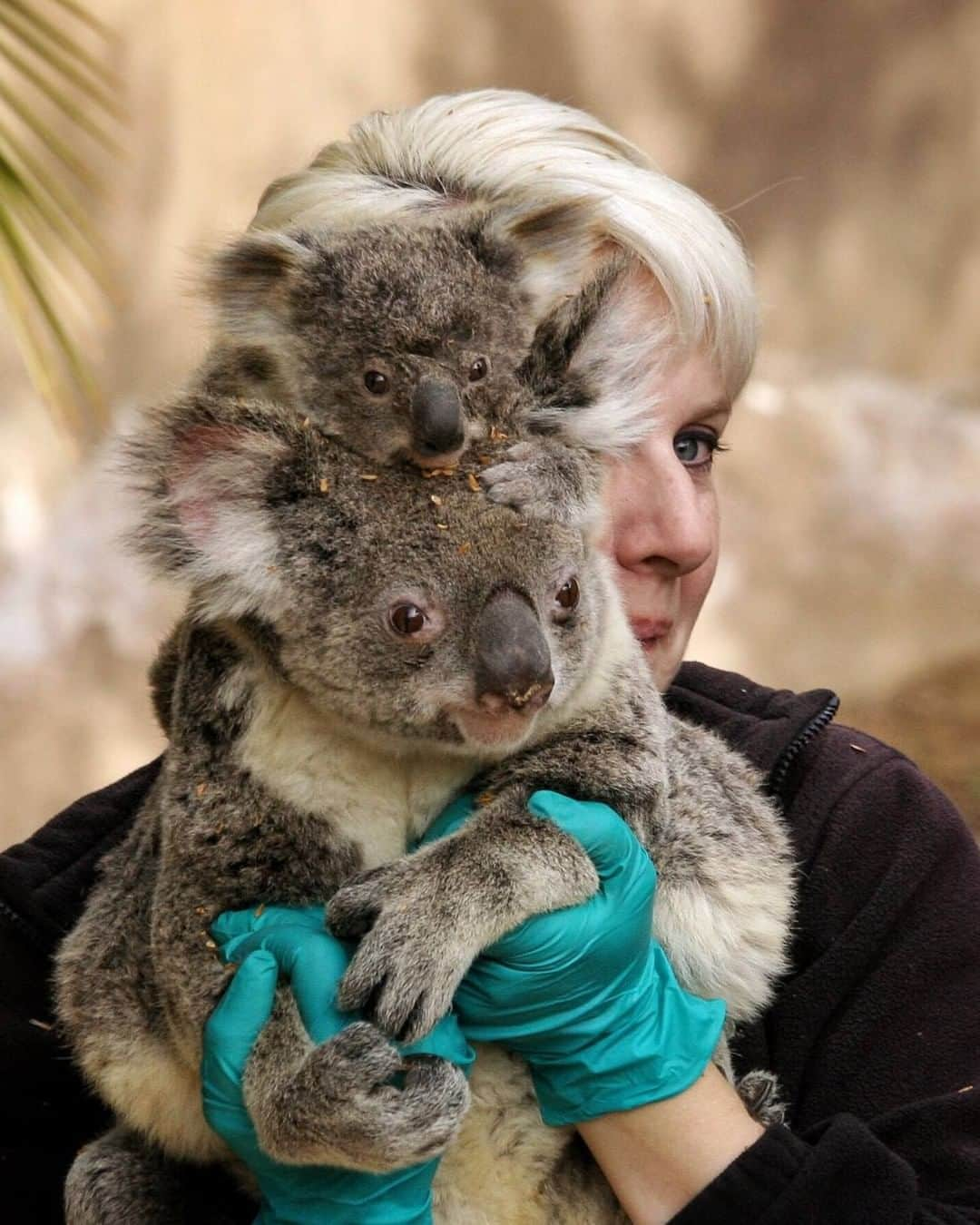 San Diego Zooさんのインスタグラム写真 - (San Diego ZooInstagram)「Some koality news you can "print" - Koalas and humans have similar fingerprints. Close human relatives such as chimps and gorillas do as well, but the crazy thing about koala prints is that they seem to have evolved independently. Even though primates and koalas' ancestors branched apart 70 million years ago, they still developed similar fingerprints. #KoalityNews #SanDiego #Koalafornia #koalafiedexperts #sandiegozoo 📷 Liz Sauer」2月10日 4時06分 - sandiegozoo