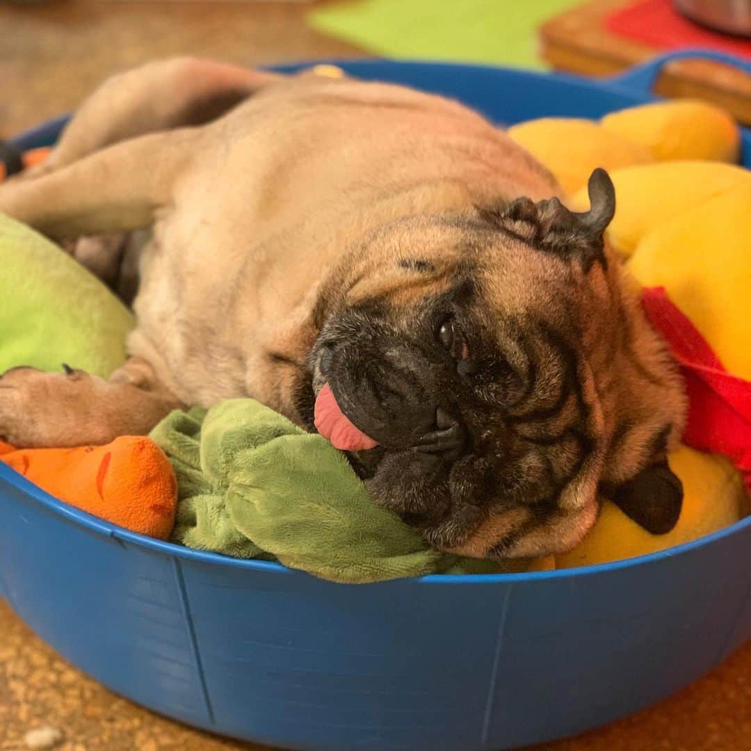 gontaさんのインスタグラム写真 - (gontaInstagram)「I went to see me for the first time in two months and said that the eggs were not getting bigger.👌😊🙏#keelyafternootea #Gonta2#speakpug #smilingpugs #pugjapan #pug #love #pugsofinstagram #zerozeropug #pugshit #worldofpug」2月9日 20時03分 - gehhah