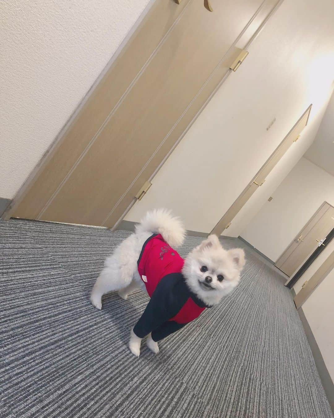 山口めろんさんのインスタグラム写真 - (山口めろんInstagram)「実家にいるよー(●^▽^●)/ パパが勝手にぷーちゃんのカットしたからボサボサ😫😫😫 走り方やっぱりおかしい、、、 #いぬすたぐらむ #犬スタグラム #dog #ポメラニアン #ポメラニアン子犬 #ポメラニアンが世界一可愛い #ポメスタグラム  #犬のいる暮らし #ポメラニアン部 #たぬき顔 #pomeranian #pome #pomestagram #ぽめすたぐらむ」2月9日 20時13分 - memememelonchan