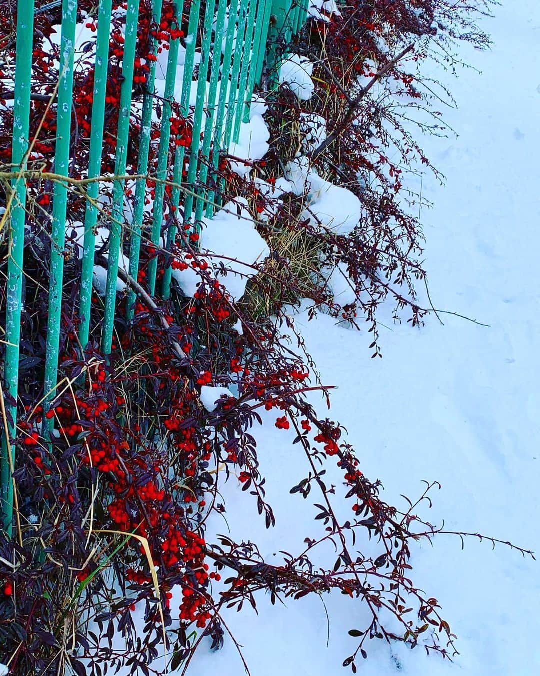 宍戸留美のインスタグラム：「#雪　#snow #winter #南天の実 #川辺　#散歩　#色」