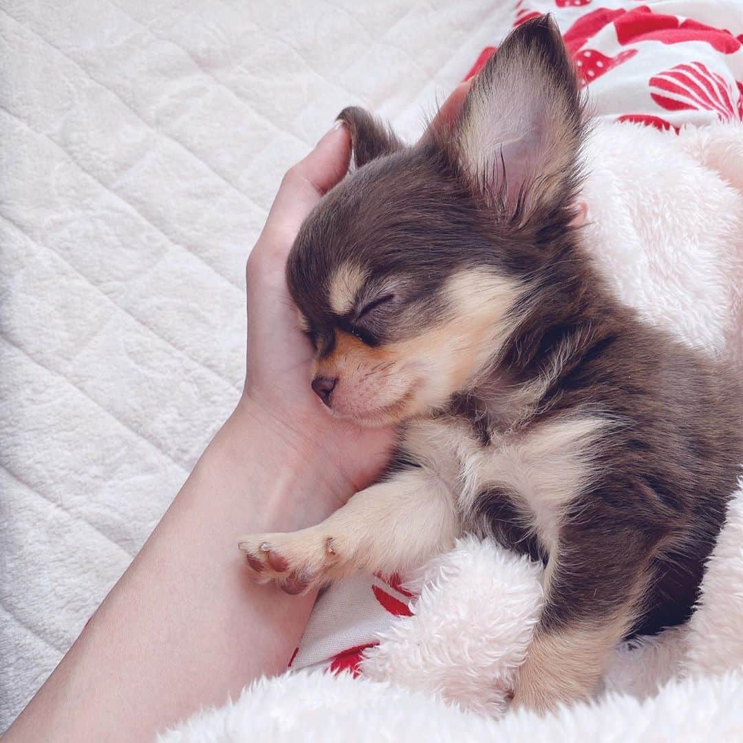 Rina Itagakiのインスタグラム：「Sleep eat play repeat🐶 寝顔ばかり載せがちですが🥺いっぱい遊んだ後は疲れて、手の上でもスヤスヤ寝ちゃいます🤣 #チワワ #2ヶ月 #パピー #チワワ部 #ちわわ大好き #いぬのいる暮らし #chihuahua #puppy #dogsofinstagram」