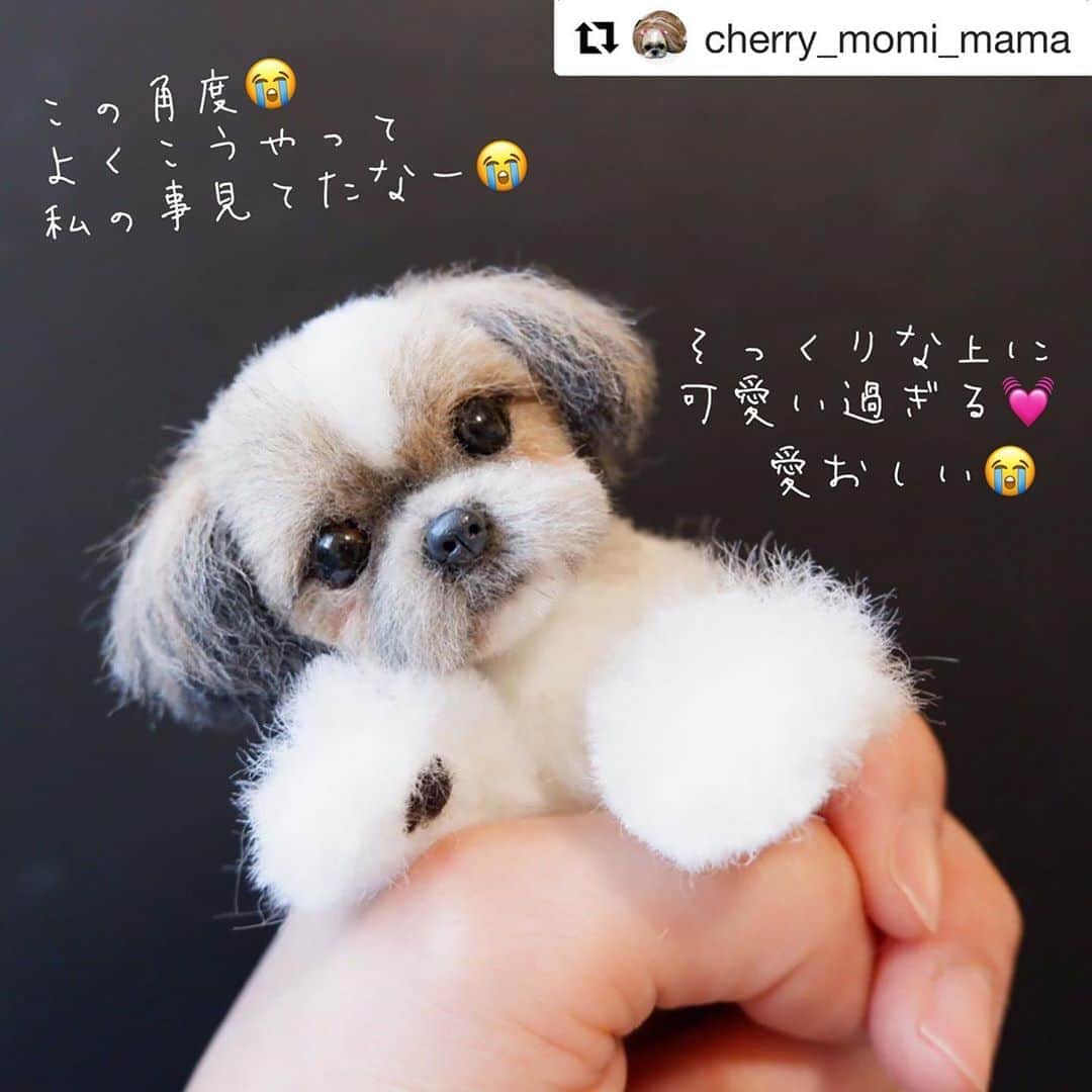 chaako ちゃあこのインスタグラム：「2020.2.9 * * インスタで出会った、羊毛フェルト作家の @cherry_momi_mama さんに、華奈ちゃんを作って頂きました(๑′ᴗ‵๑) * 大人気のmamiさん、今回の受注は抽選で… 華奈ちゃんをどうしても作って頂きたかったので、祈りまくってたら当選しました！ * 私ね、以前載せた、いかりんさん @ikarin_hiyokoya に、華奈ちゃんの羊毛フェルトの人形を貰ってから、本当に気持ちが少し軽くなって。 * それまで写真も飾れなかったのに、いかりんさんに頂いた華奈ちゃんがいるだけで、こんなにも違うんだ、って思う様になって。 * あ、こういうのいいな…華奈ちゃん、もっと欲しいな…って、旦那と話して。 * それでネットやインスタで、羊毛フェルトでわんちゃんを作ってもらえる方を探してたら、mamiさんのインスタを見つけて。 * 何？え？凄い！そっくり！可愛い！！って興奮が止まらなくて(笑) * mamiさんのインスタを見てもらうとわかるのですが、本当に凄いのです。可愛いく作れるだけでなく、そっっっくりに作られてて、見入ってしまいます。元々トリマーのmamiさんです。 * 私が見つけた時は、注文の受け付けはSTOPしてたので、次の注文の時を待って…めでたく当選して、作ってもらえる事になりました♡ * mamiさんは、作る過程もインスタに載せてくれるので、毎日どれだけ楽しみにしてたか(*≧∀≦) * 写真に数字を載せてますが、もうね、①の段階で、すでに華奈ちゃんo(TωT)o * それから毎日、どんどん更に似ていく華奈ちゃんを、泣いたり叫んだり(笑)、わーきゃー言いながら見て。 * 丁度、実家に居たので、皆んなに見てもらって、皆んな言う事は同じ。 * 「そっくり！華奈やん！」 旦那にも写真送って、大喜び。 * そしてこの度、出来上がって♡ 華奈ちゃんの難しい毛色は勿論、おでこの白い部分が左寄りなのも、マズルの右側が少し黒いのも、顎の真ん中の毛が真っ白なのも、そのまま華奈ちゃん( ˃ ⌑ ˂ഃ ) * この再現度、凄くないですか？？ * 届くのはまだ今週の中頃なのですが、我慢出来ずに先に載せちゃいます(笑) * もうね、何度も言うけど、華奈ちゃんにそっくり！ いや、もうこれは華奈ちゃんそのもの♡ 華奈ちゃん過ぎるー(๑°ㅁ°๑)‼✧ * 華奈ちゃんが帰ってくるみたいで嬉しいです。 きっと、大号泣する…もうわかってる(笑) * mamiさん、ありがとうございました！ 一生大切にします(•ᵕᴗᵕ•) * * *」