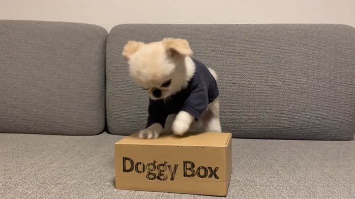 おもちくんさんのインスタグラム写真 - (おもちくんInstagram)「今回のdoggy boxもおもっち先生が丹精込めて叩いたおかげで❗️カワイイおもちゃとおやつがでてきました🐨🌪 テーマは🍓Sweet Valentine🍓 おいしいおやつ(ヤキイモ🍠アジのふりかけ🐟牛タンの皮🐄) マグカップのホットチョコレートのおもちゃが入っていたよ〜☕️ おもちの指ひらいてるの、みてね😂 #doggybox #ドギボ」2月9日 21時06分 - omochi_kun