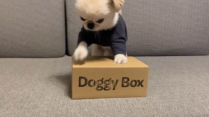 おもちくんさんのインスタグラム写真 - (おもちくんInstagram)「今回のdoggy boxもおもっち先生が丹精込めて叩いたおかげで❗️カワイイおもちゃとおやつがでてきました🐨🌪 テーマは🍓Sweet Valentine🍓 おいしいおやつ(ヤキイモ🍠アジのふりかけ🐟牛タンの皮🐄) マグカップのホットチョコレートのおもちゃが入っていたよ〜☕️ おもちの指ひらいてるの、みてね😂 #doggybox #ドギボ」2月9日 21時06分 - omochi_kun