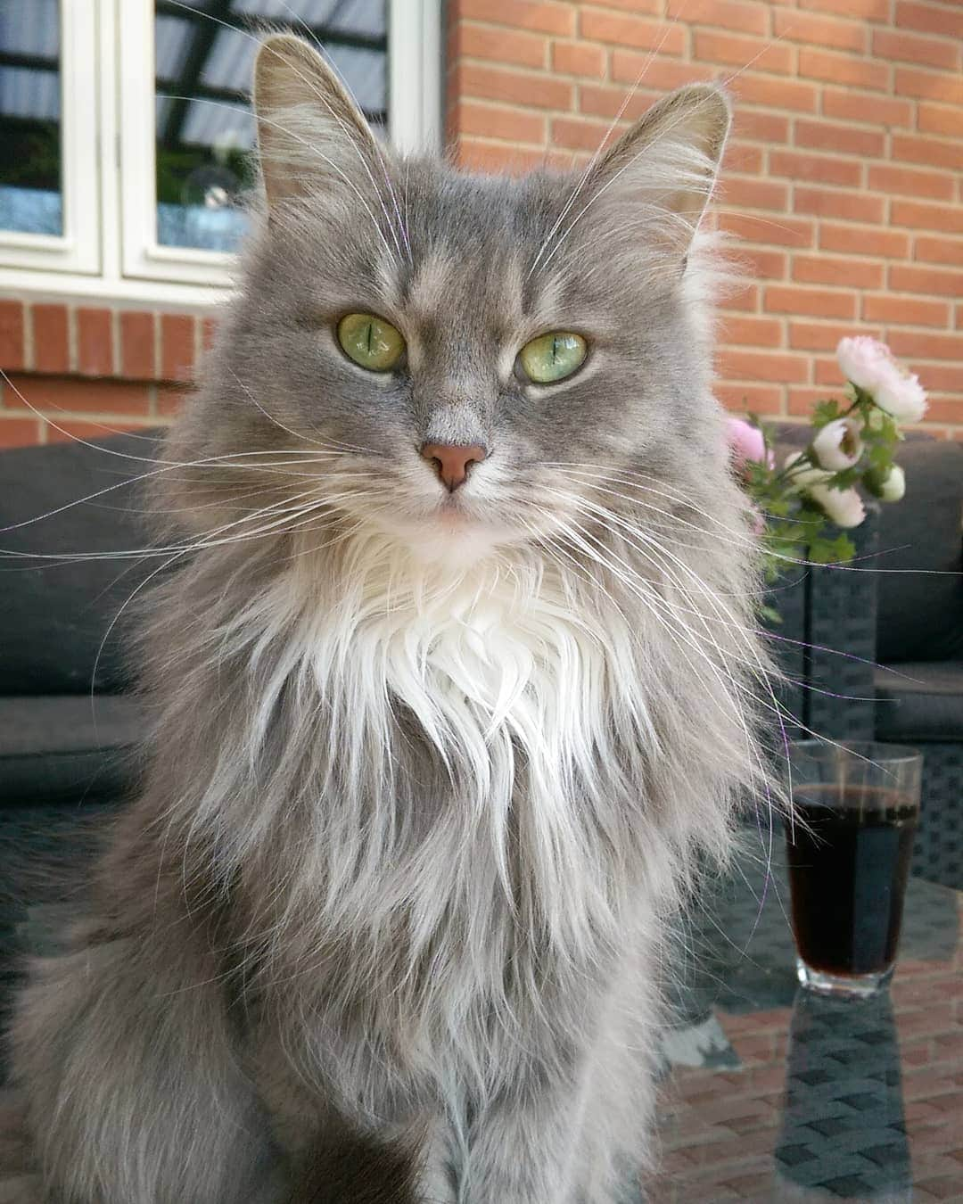 Nila & Miloさんのインスタグラム写真 - (Nila & MiloInstagram)「A pretty purrfect pic slightly ruined by your beverage, human. 🙈❤️ #pictureperfect #siberiancatsofinstagram」2月9日 21時28分 - nilamilo